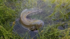 Ambystoma tigrinum
