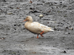 Anas platyrhynchos domesticus