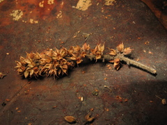 Weinmannia tomentosa