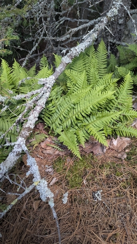 Polypodium appalachianum, photograph 3
