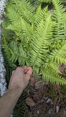 Polypodium appalachianum, photograph author not stated, no rights reserved