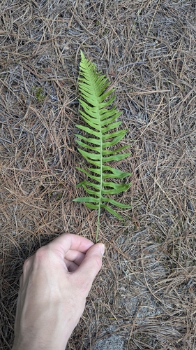 Polypodium appalachianum, photograph 5