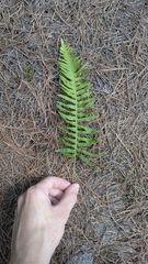 Polypodium appalachianum, photograph author not stated, no rights reserved