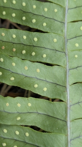 Polypodium appalachianum, photograph 6