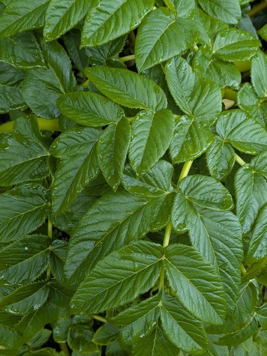 Angelica lignescens