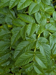 Angelica lignescens