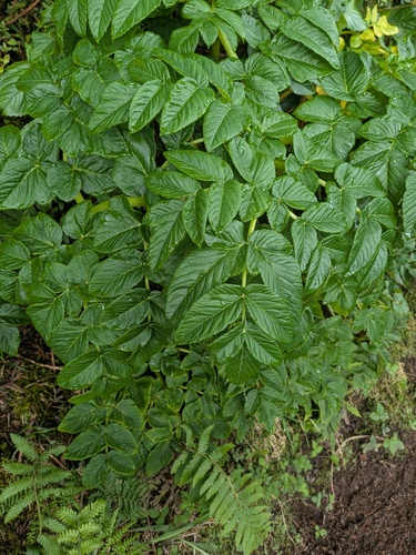 Angelica lignescens, photograph 3