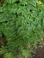 Angelica lignescens, photograph (c) Michael, Antoni and Nihat Hinczewski, some rights reserved (CC BY)