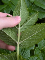 Angelica lignescens, photograph (c) Michael, Antoni and Nihat Hinczewski, some rights reserved (CC BY)