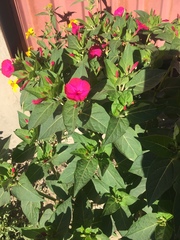 Mirabilis jalapa
