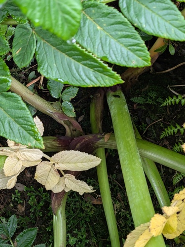 Angelica lignescens, photograph 2