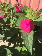 Mirabilis jalapa