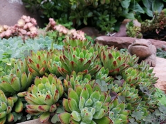 Echeveria harmsii