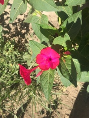 Mirabilis jalapa