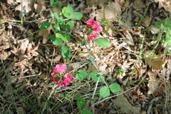 Lathyrus rotundifolius