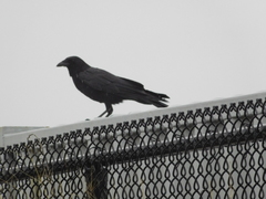 Corvus