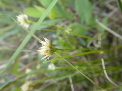 Rhynchospora alba