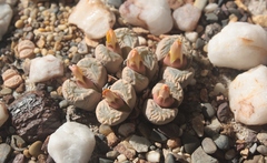 Lithops