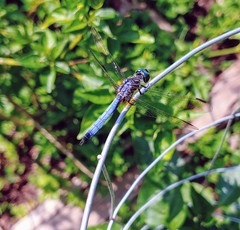 Pachydiplax longipennis