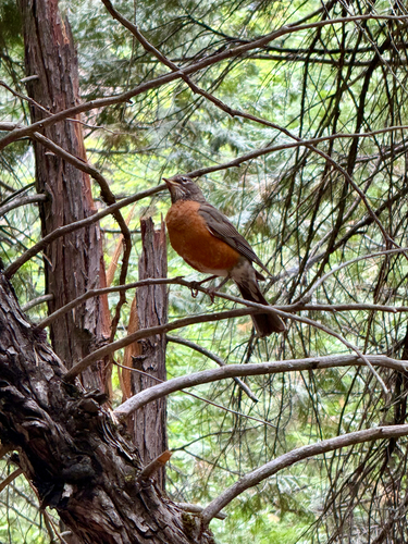 iNaturalist observation photo of American Robin