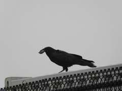 Corvus