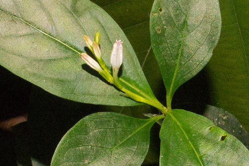 Spigelia hamellioides, 2026-07-11