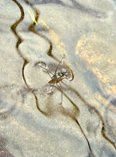 iNaturalist observation photo of North American Common Water Strider