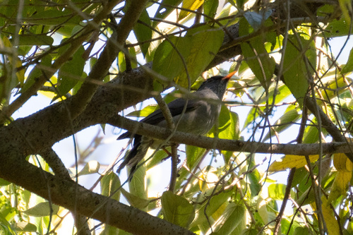 Malagasy Bulbul (Hypsipetes madagascariensis), photo 3