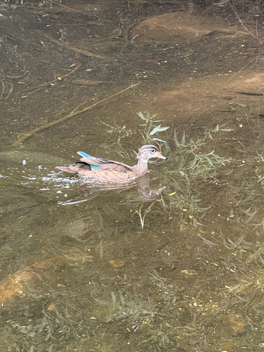 iNaturalist observation photo of Wood Duck