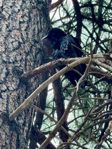 iNaturalist observation photo of Common Raven