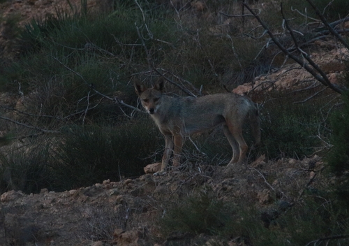 African Wolf