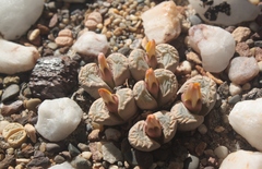 Lithops