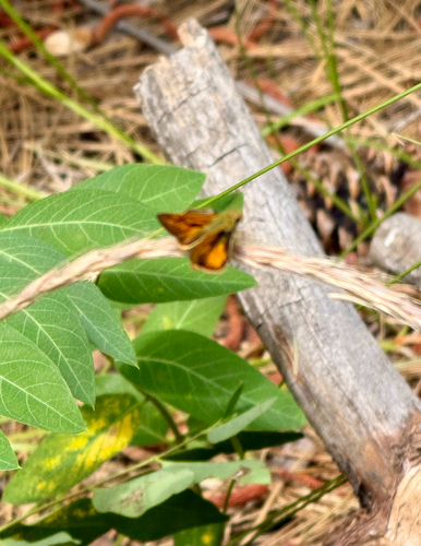 iNaturalist observation photo of Woodland Skipper