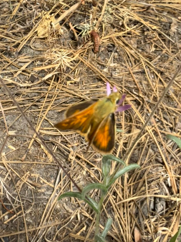 iNaturalist observation photo of Woodland Skipper