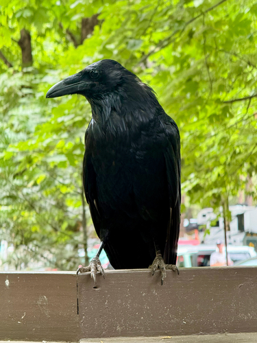 iNaturalist observation photo of Common Raven