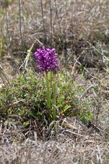 Anacamptis morio caucasica