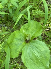 Trillium viridescens
