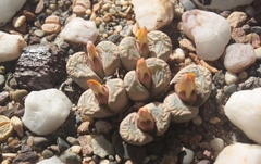 Lithops