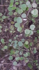 Coprosma rotundifolia