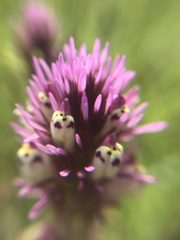 Castilleja densiflora densiflora