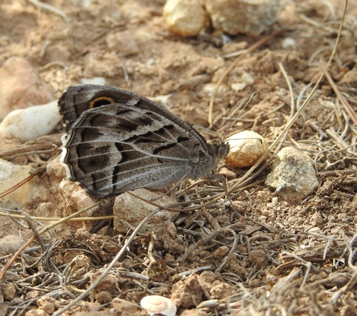 Striped Grayling