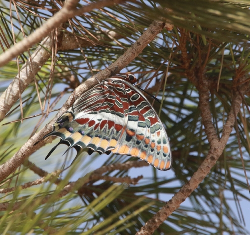 Two-tailed Pasha