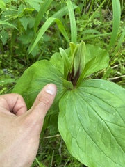 Trillium viridescens