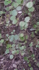 Coprosma rotundifolia