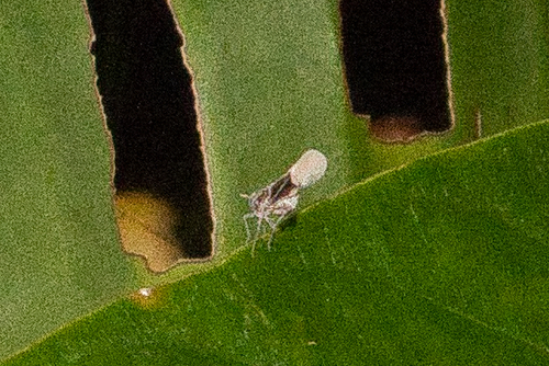 Bennarella bicoloripennis, 2026-07-11
