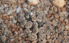 Lithops karasmontana bella