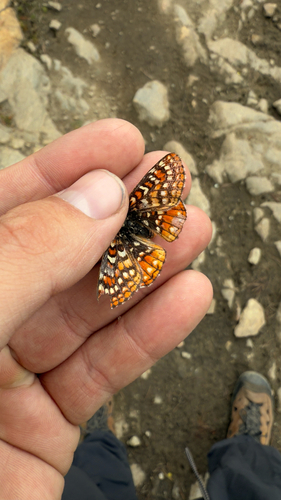 iNaturalist observation photo of Edith's Checkerspot