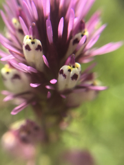 Castilleja densiflora densiflora