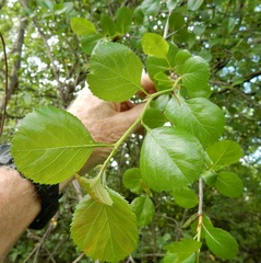Crataegus reverchonii