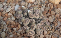 Lithops karasmontana bella